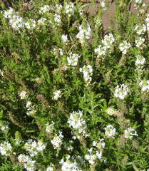 Dischisma ciliatum erinoides