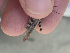 Trimerotropis huroniana