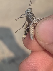 Trimerotropis huroniana