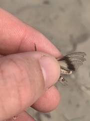 Trimerotropis huroniana