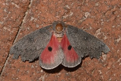 Syssphinx hubbardi