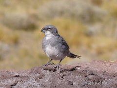 Common Diuca Finch photo 2