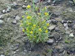 Bidens hyperborea