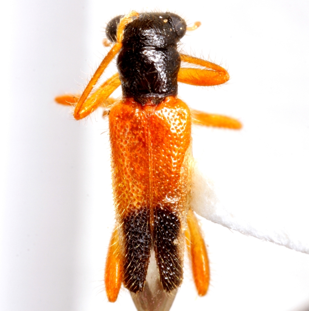 Phyllobaenus schusteri