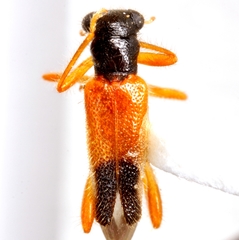 Isohydnocera schusteri