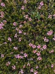 Erica spiculifolia