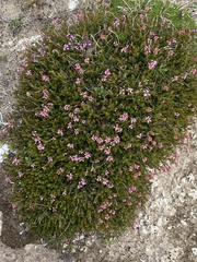 Erica spiculifolia