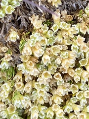 Scleranthus perennis