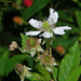 Rubus argutus - Photo (c) James W. Beck,  זכויות יוצרים חלקיות (CC BY-NC), הועלה על ידי James W. Beck