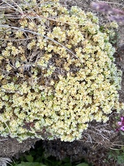 Scleranthus perennis