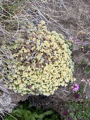 Scleranthus perennis