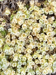 Scleranthus perennis