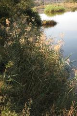 Phragmites mauritianus