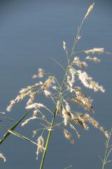 Phragmites mauritianus