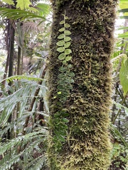 Marcgravia rectiflora