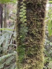 Marcgravia rectiflora