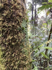 Marcgravia rectiflora