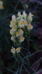 Linaria vulgaris