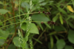 Carex muricata