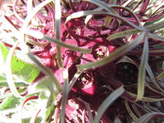 Brachystelma barberae