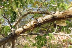 Senegalia erubescens