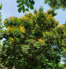 Peltophorum pterocarpum