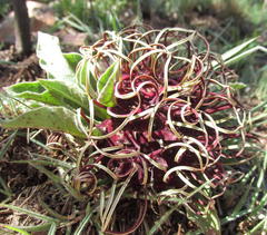 Brachystelma barberae