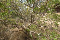 Senegalia erubescens