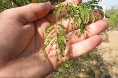 Senegalia erubescens