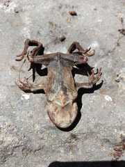 Rhinella atacamensis