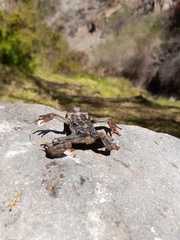 Rhinella atacamensis