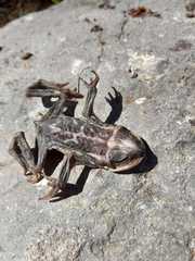 Rhinella atacamensis