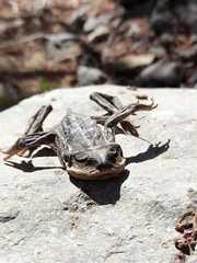 Rhinella atacamensis