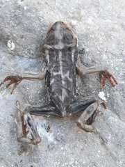 Rhinella atacamensis