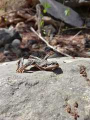 Rhinella atacamensis