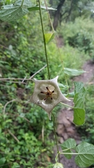 Dictyanthus ceratopetalus