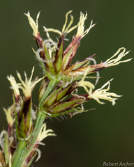 Scleria bulbifera