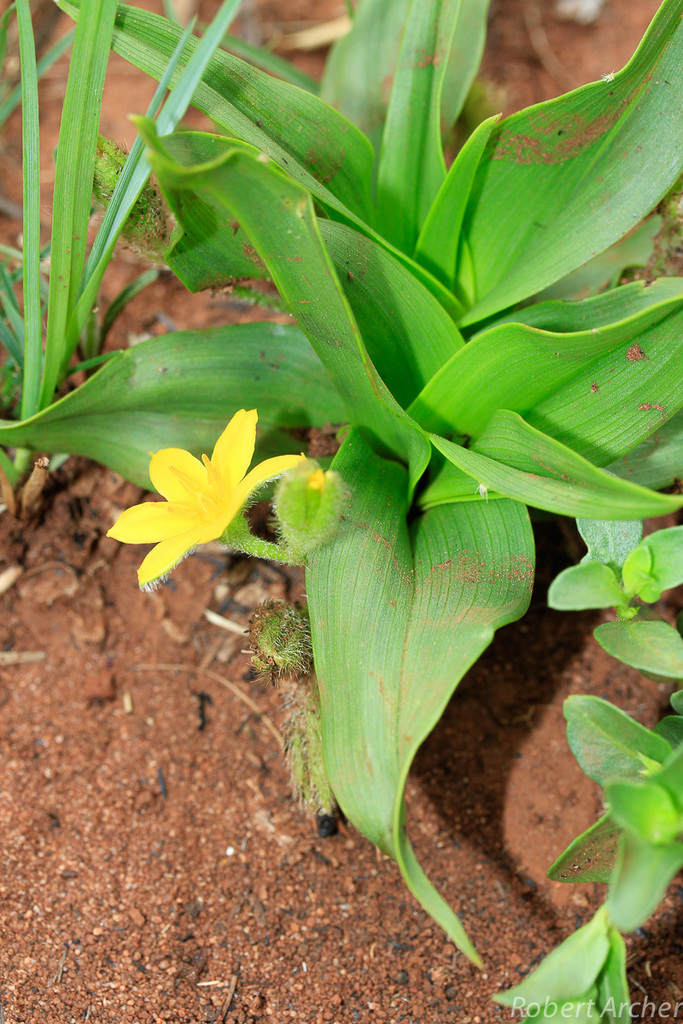 Hypoxis interjecta
