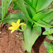 Hypoxis interjecta - Photo (c) Robert Archer, some rights reserved (CC BY-NC), uploaded by Robert Archer