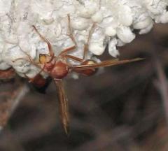 Belonogaster lateritia