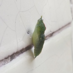 Leptophobia aripa elodia