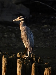 Nyctanassa violacea