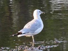 Larus delawarensis