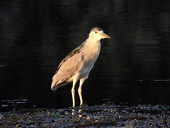 Nycticorax nycticorax