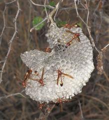 Belonogaster lateritia