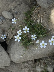 Heliosperma pusillum