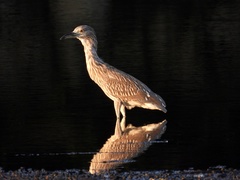 Nycticorax nycticorax