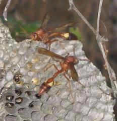 Belonogaster lateritia