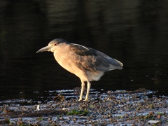 Nycticorax nycticorax