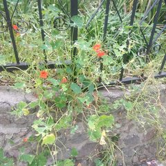 Leptophobia aripa elodia